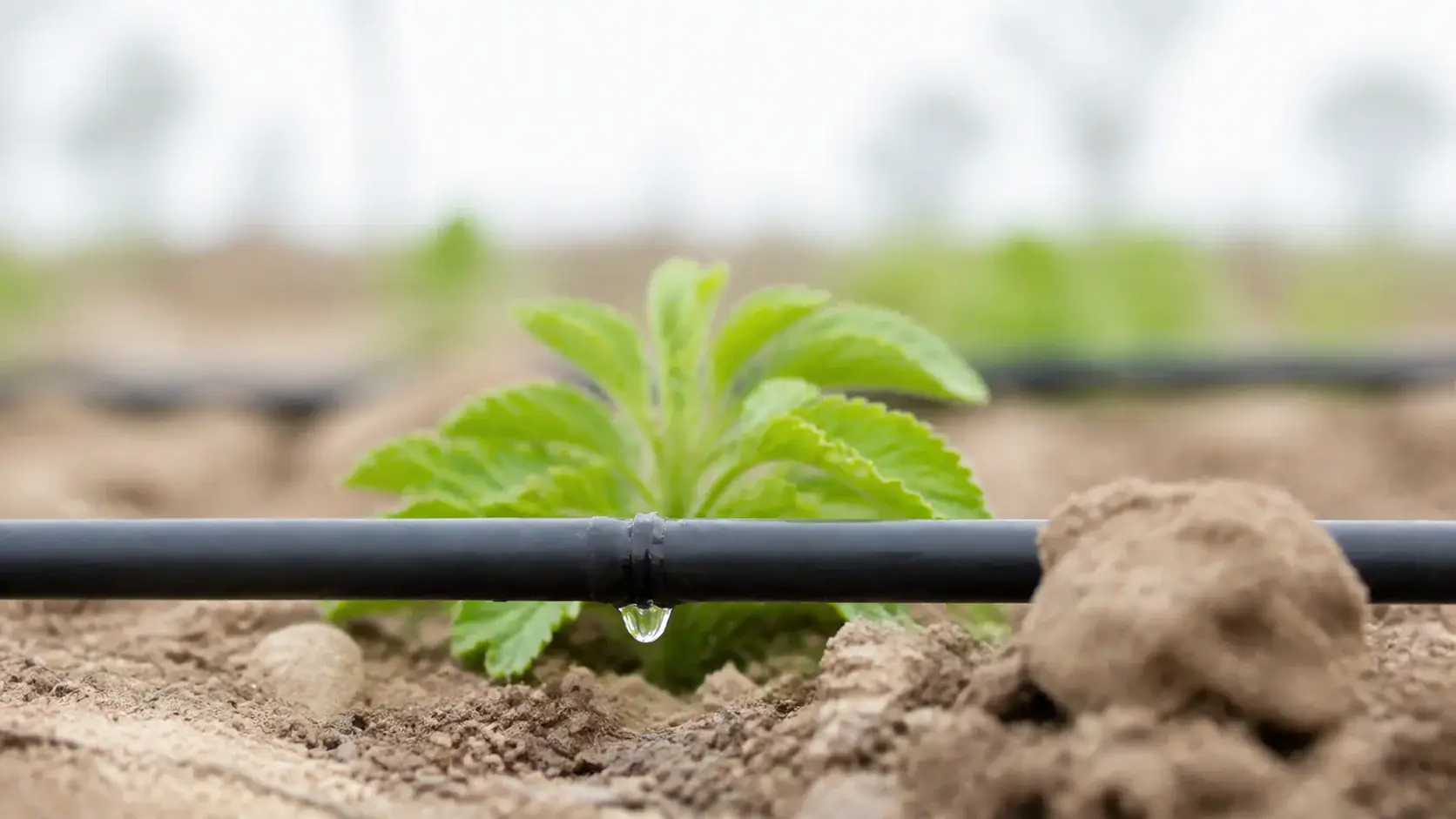 Water droplet falling from a drip irrigation emitter beside a young crop